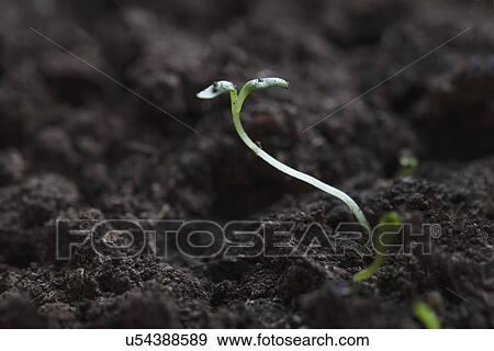 Sprouts, Close-up View Large Photo Image Stock Photo - Sprouts, Close-up. Fotosearch