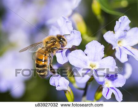 Wasp on flower View Large Photo Image Stock Image - Wasp on flower. Fotosearch