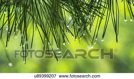 Water droplets on pine needles View Large Photo Image Stock Photo - Water droplets on pine needles. Fotosearch
