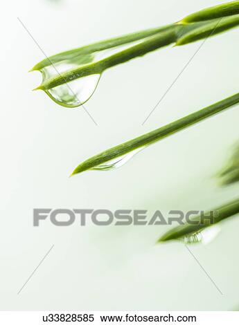 Stock Photography - Water droplets on pine needles. Fotosearch