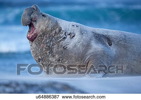 A Southern elephant seal (Mirounga leonina) male emitting sound, Falkland Islands View Large Photo Image Stock Photo - A Southern elephant seal (Mirounga leonina) male emitting sound, Falkland Islands. Fotosearch
