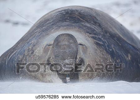 A Southern elephant seal (Mirounga leonina) male resting on a beach, Falkland Islands View Large Photo Image Stock Photography - A Southern elephant seal (Mirounga leonina) male resting on a beach, Falkland Islands. Fotosearch