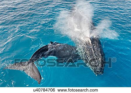 Adult humpback whale and calf blowing, Hervey Bay, Queensland, Australia View Large Photo Image Stock Photograph - Adult humpback whale and calf blowing, Hervey Bay, Queensland, Australia. Fotosearch