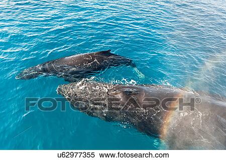 Stock Photography - Adult humpback whale and calf, Hervey Bay, Queensland, Australia. Fotosearch