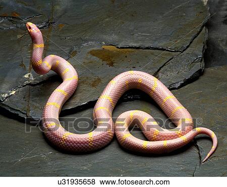 Stock Photo - Albino Kingsnake. Fotosearch