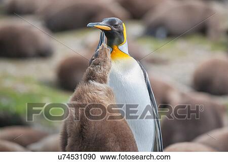 An adult King penguin (Aptenodytes patagonicus) with its chick, Falkland Islands View Large Photo Image Stock Image - An adult King penguin (Aptenodytes patagonicus) with its chick, Falkland Islands. Fotosearch