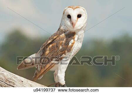 Barn Owl on branch, Lone Pine Koala Sanctuary, Brisbane, Australia View Large Photo Image Stock Photo - Barn Owl on branch, Lone Pine Koala Sanctuary, Brisbane, Australia. Fotosearch