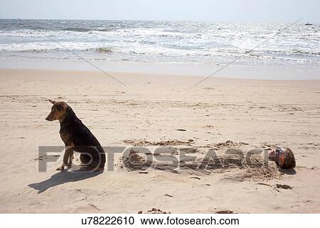 Stock Image - Boy buried in sand on beach with dog. Fotosearch