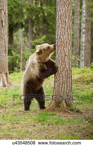 Stock Photo - Brown bear behind tree, Taiga Forest, Finland. Fotosearch