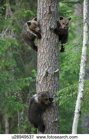Brown bear cubs climbing tree, Taiga Forest, Finland View Large Photo Image Stock Photo - Brown bear cubs climbing tree, Taiga Forest, Finland. Fotosearch