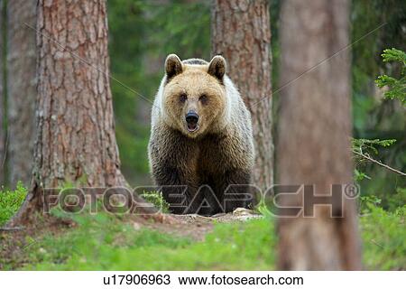Brown bear walking through forest, Taiga Forest, Finland View Large Photo Image Stock Image - Brown bear walking through forest, Taiga Forest, Finland. Fotosearch