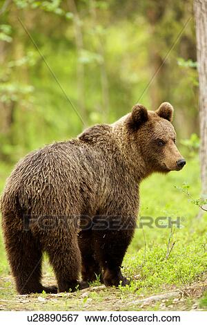 Brown bear walking through forest, Taiga Forest, Finland View Large Photo Image Stock Photo - Brown bear walking through forest, Taiga Forest, Finland. Fotosearch