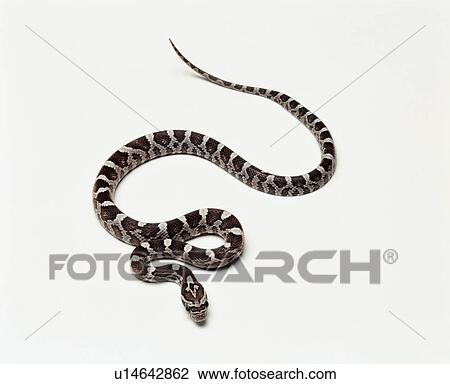 Stock Image - California Kingsnake, studio shot. Fotosearch