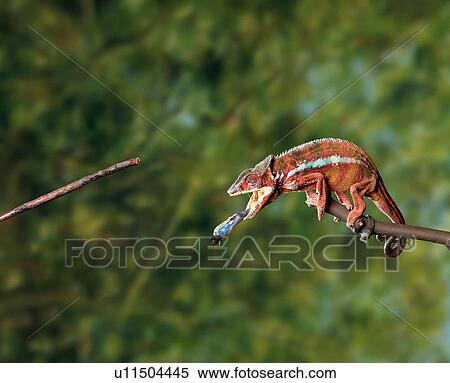 Stock Photography - Chameleon feeding. Fotosearch
