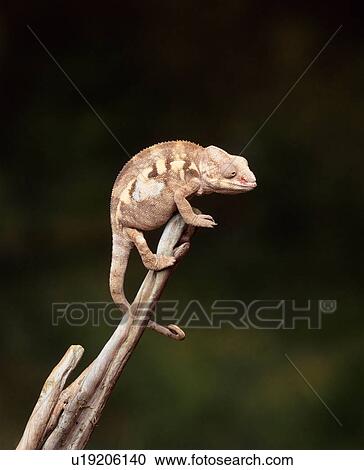 Stock Image - Chameleon on a branch. Fotosearch