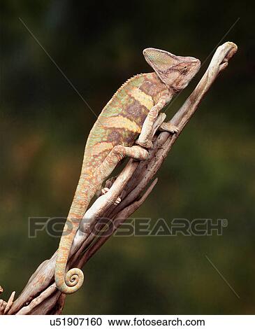 Chameleon on a branch View Large Photo Image Stock Image - Chameleon on a branch. Fotosearch