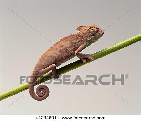 Stock Image - Chameleon. Fotosearch