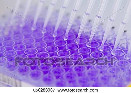 Close up of 96-well microtiter plate with crystal violet solution to examine toxicity View Large Photo Image Stock Photo - Close up of 96-well microtiter plate with crystal violet solution to examine toxicity. Fotosearch