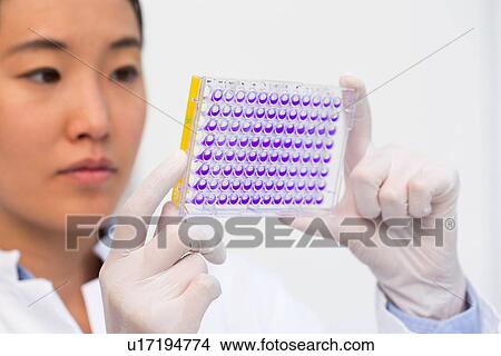 Close up of female scientist examining samples in microtiter plate with crystal violet solution View Large Photo Image Picture - Close up of female scientist examining samples in microtiter plate with crystal violet solution. Fotosearch