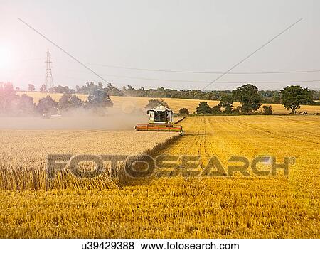 Stock Photo - Combine harvester in field, Devon, England, UK. Fotosearch