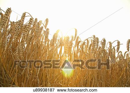 Stock Photo - Corn field, close up. Fotosearch