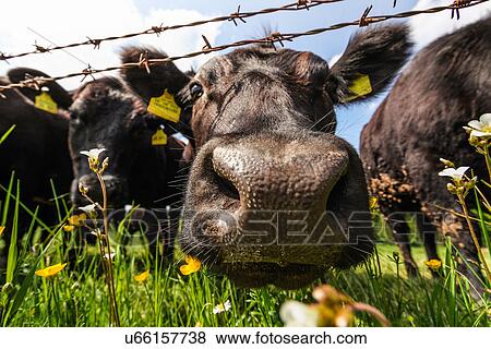 Stock Photo - Cow's nose close up. Fotosearch