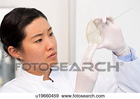 Female scientist examining bacterial growth/plaques in petri dish View Large Photo Image Stock Photo - Female scientist examining bacterial growth/plaques in petri dish. Fotosearch