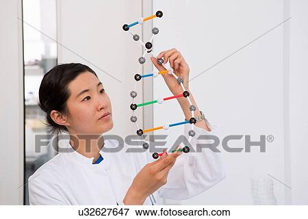 Female scientist holding up dna molecular model View Large Photo Image Stock Photo - Female scientist holding up dna molecular model. Fotosearch