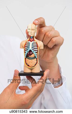Female scientist holding up miniature anatomical model View Large Photo Image Stock Image - Female scientist holding up miniature anatomical model. Fotosearch
