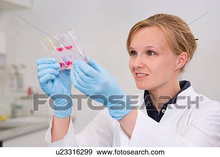 Female scientist in laboratory examining cell growth in 6-well plate View Large Photo Image Stock Photo - Female scientist in laboratory examining cell growth in 6-well plate. Fotosearch