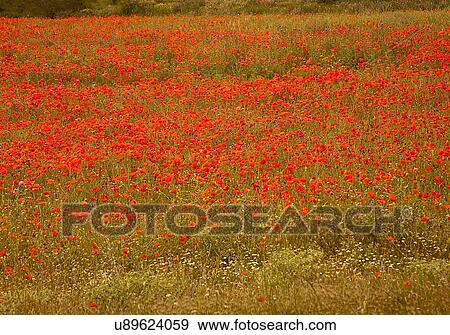 Stock Photo - Field of poppies. Fotosearch