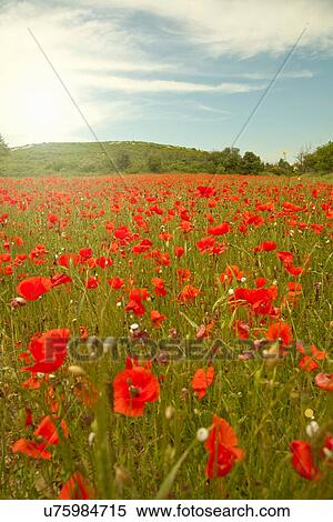 Stock Photography - Field of poppies. Fotosearch