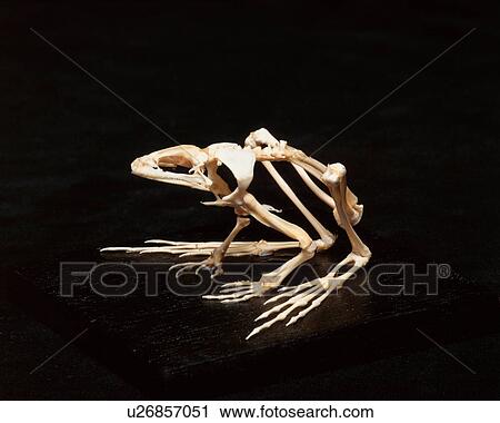 Frog skeleton, studio shot View Large Photo Image Stock Image - Frog skeleton, studio shot. Fotosearch
