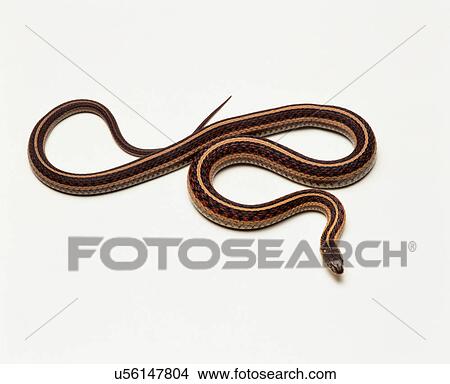 Picture - Garter Snake, studio shot. Fotosearch