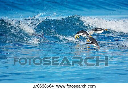 Gentoo penguins (Pygoscelis papua papua) surfing waves, Falkland Islands View Large Photo Image Picture - Gentoo penguins (Pygoscelis papua papua) surfing waves, Falkland Islands. Fotosearch