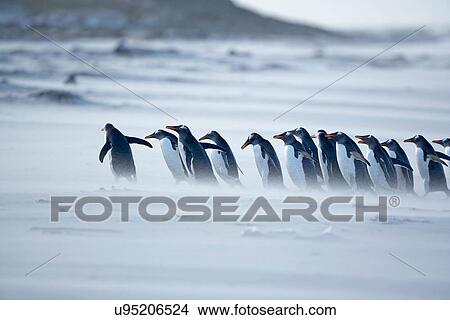 Gentoo penguins (Pygoscelis papua papua) marching in line, Falkland Islands View Large Photo Image Picture - Gentoo penguins (Pygoscelis papua papua) marching in line, Falkland Islands. Fotosearch
