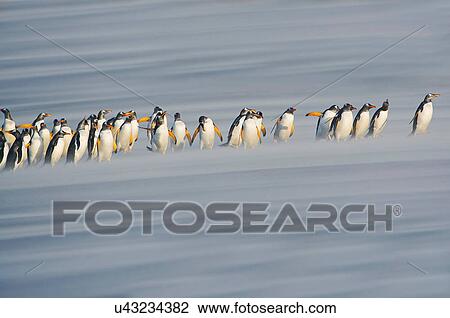 Stock Image - Gentoo Penguins (Pygoscelis papua papua) marching in line, Falkland Islands. Fotosearch