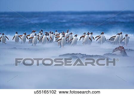 Stock Image - Gentoo Penguins (Pygoscelis papua papua) walking on the beach, Falkland Islands. Fotosearch