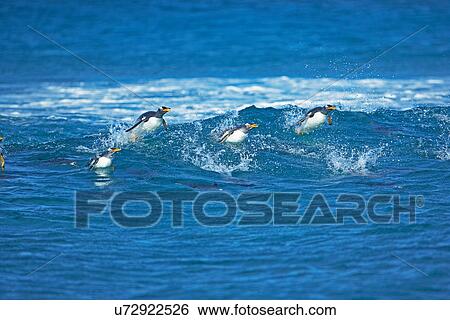 Gentoo penguins (Pygoscelis papua papua) surfing waves, Falkland Islands View Large Photo Image Stock Photograph - Gentoo penguins (Pygoscelis papua papua) surfing waves, Falkland Islands. Fotosearch