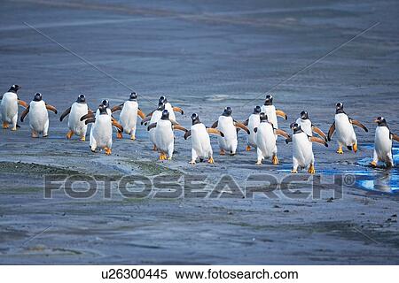 Gentoo penguins (Pygoscelis papua papua) surfing wave, Falkland Islands View Large Photo Image Stock Photography - Gentoo penguins (Pygoscelis papua papua) surfing wave, Falkland Islands. Fotosearch