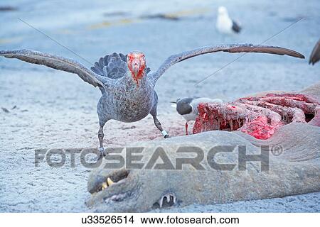 Giant Petrel (Macronectes giganteus) feeding on a carcass of a Southern Elephant Seal (Mirounga leonina), Falklands Islands View Large Photo Image Picture - Giant Petrel (Macronectes giganteus) feeding on a carcass of a Southern Elephant Seal (Mirounga leonina), Falklands Islands. Fotosearch