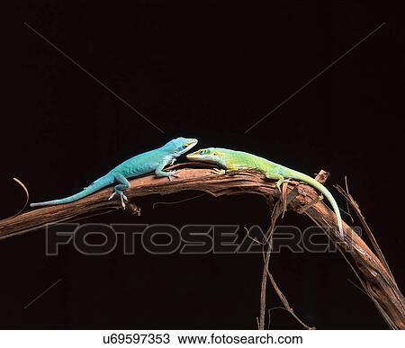 Stock Image - Green anole lizards. Fotosearch