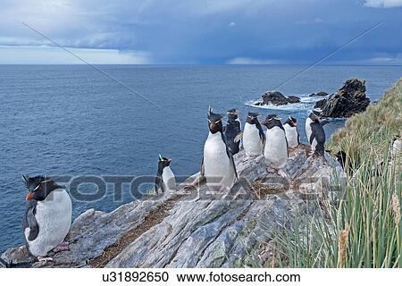 Group of Rockhopper penguins (Eudyptes chrysocome chrysocome), Falkland Islands View Large Photo Image Stock Image - Group of Rockhopper penguins (Eudyptes chrysocome chrysocome), Falkland Islands. Fotosearch