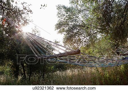 Hammock in forest View Large Photo Image Stock Image - Hammock in forest. Fotosearch