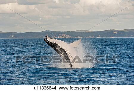 Picture - Humpback whale breaching, Hervey Bay, Queensland, Australia. Fotosearch