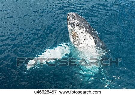 Stock Photo - Humpback whale surfacing, Hervey Bay, Queensland, Australia. Fotosearch