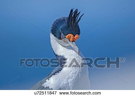 Stock Photo - King cormorant (Phalacrocorax atriceps) close-up, Falkland Islands. Fotosearch