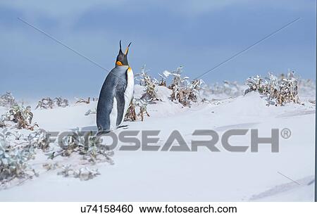 King penguin (Aptenodytes patagonicus) emitting sound, Falkland Islands View Large Photo Image Stock Image - King penguin (Aptenodytes patagonicus) emitting sound, Falkland Islands. Fotosearch