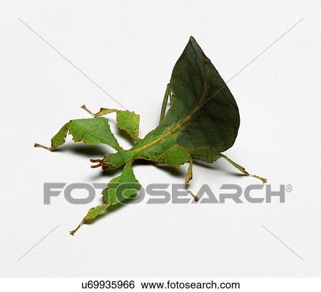 Stock Photograph - Leaf Insect, studio shot. Fotosearch