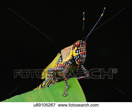 Locust View Large Photo Image Stock Photo - Locust. Fotosearch
